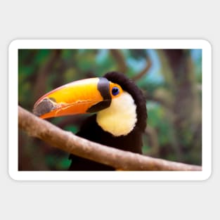 45 toucan Sticker